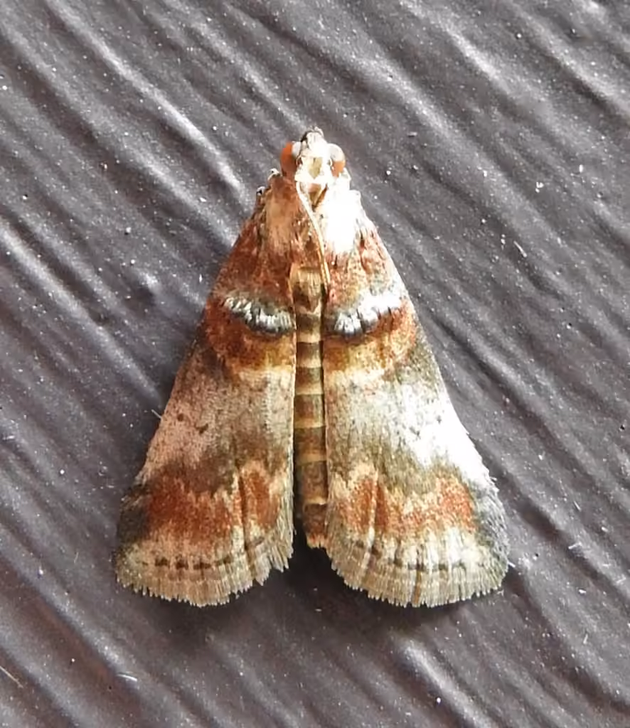 Hickory Leafstem Borer Moth, photo 3 of 5
