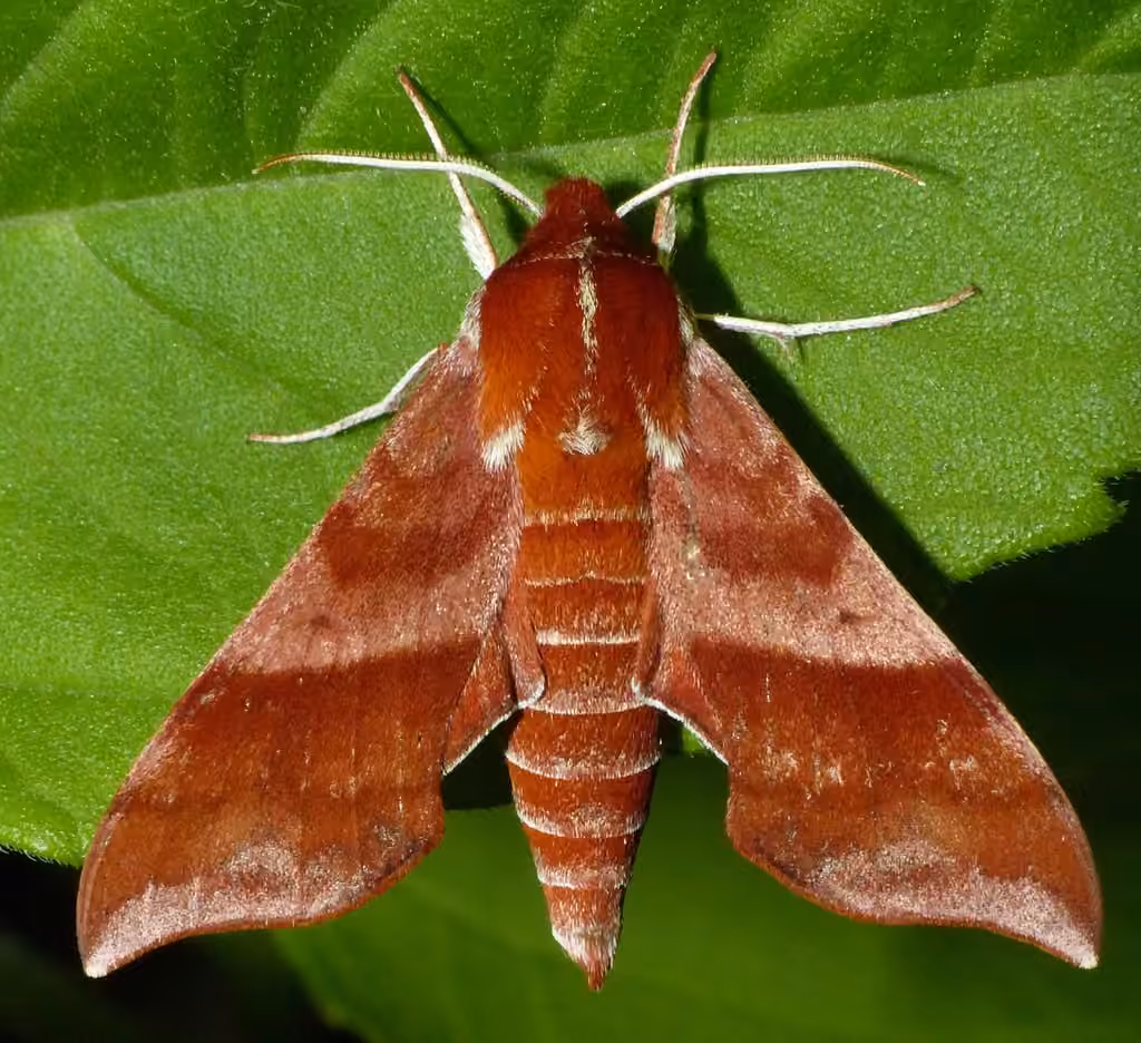 Sphinx de l'Alisier
