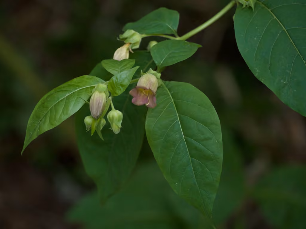 Deadly Nightshade, photo 3 of 5