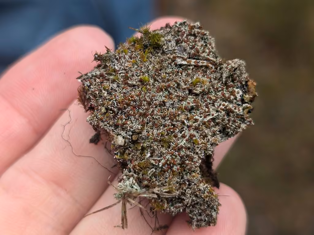 Six-celled Moss Dot Lichen, photo 2 sur 5