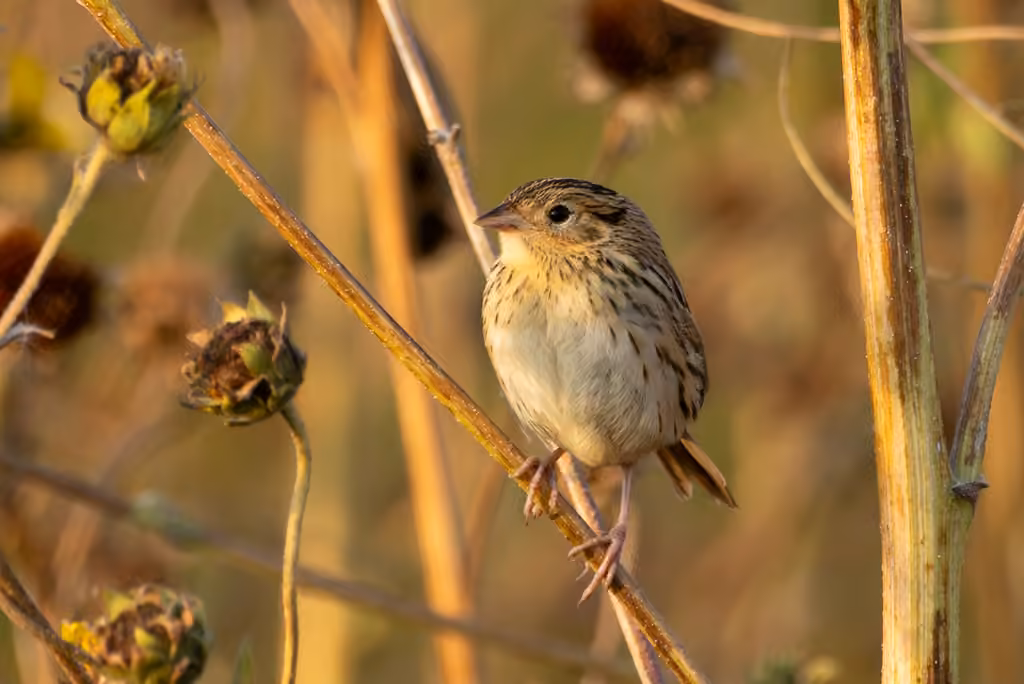 Le Conte's Sparrow, Juvenile