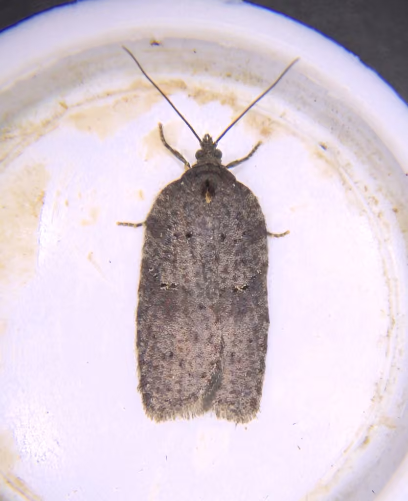 Acleris caliginosana, Femelle adulte