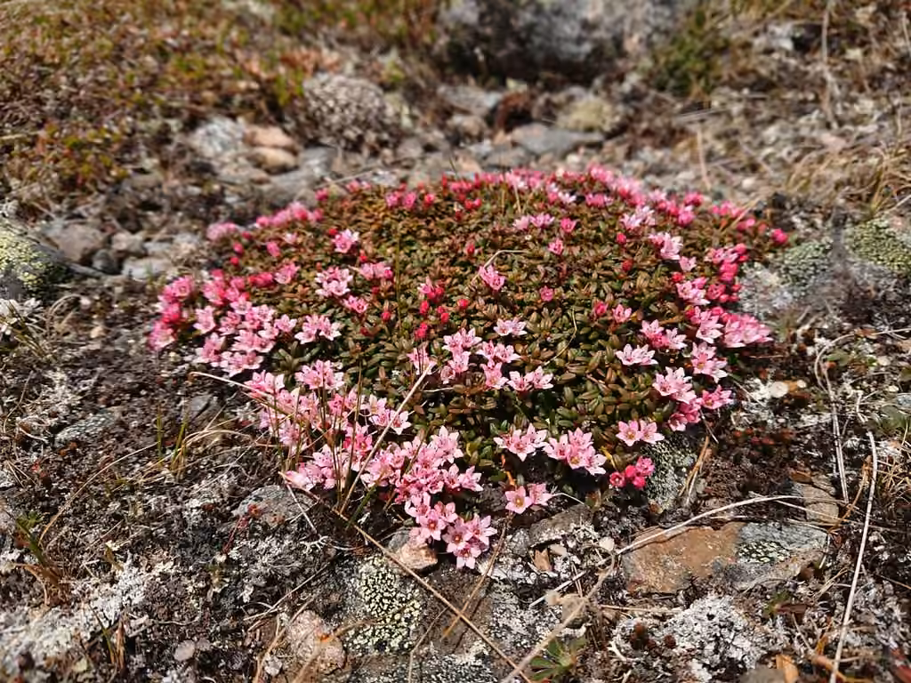 Alpine azalea, In flower