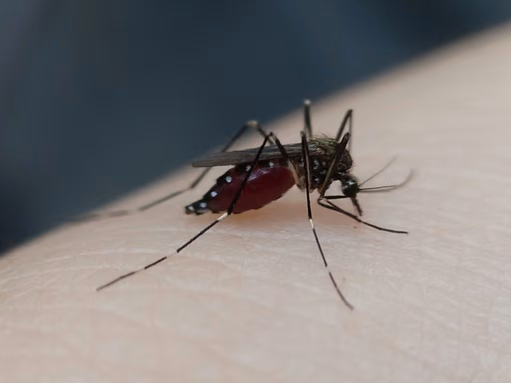 Moustique pointu japonais, Femelle