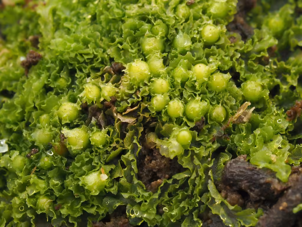 Pitted Frillwort, photo 3 of 5