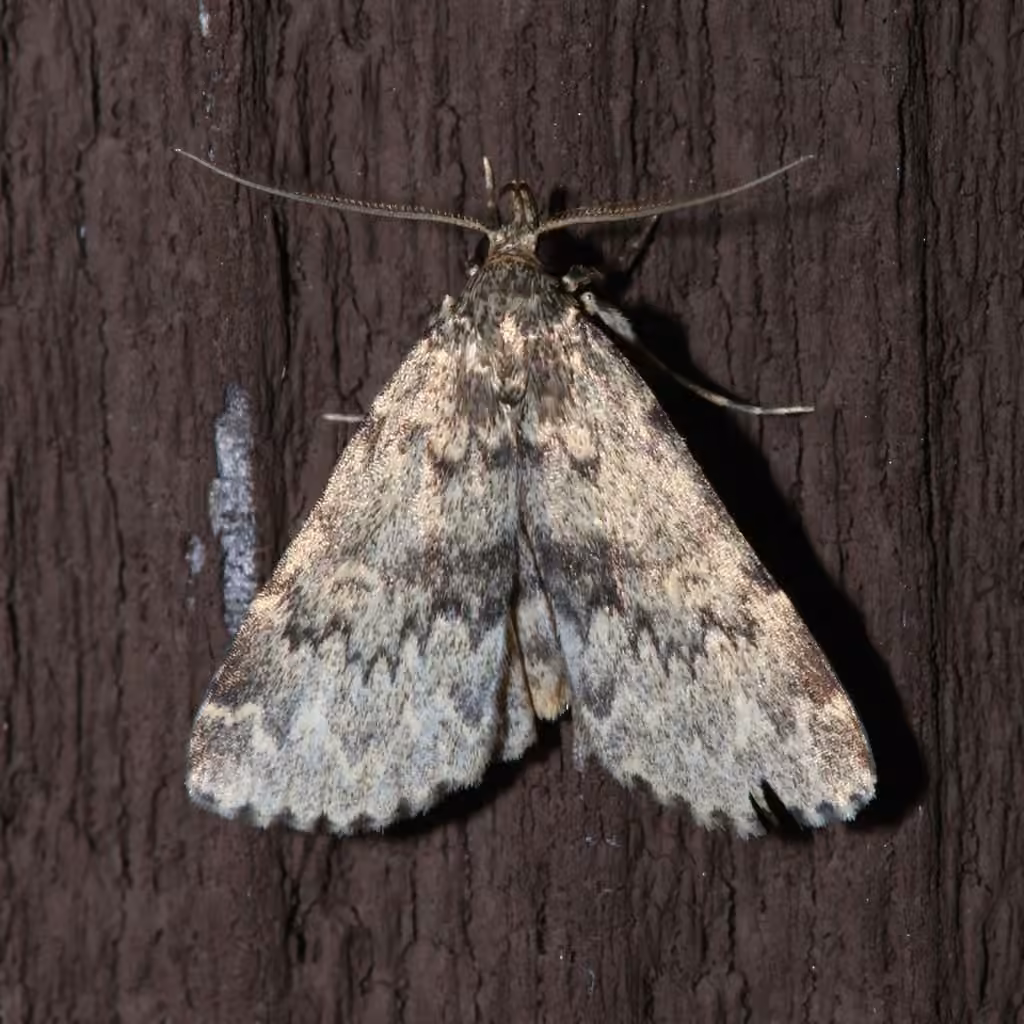 Toothed Idia Moth, Adult