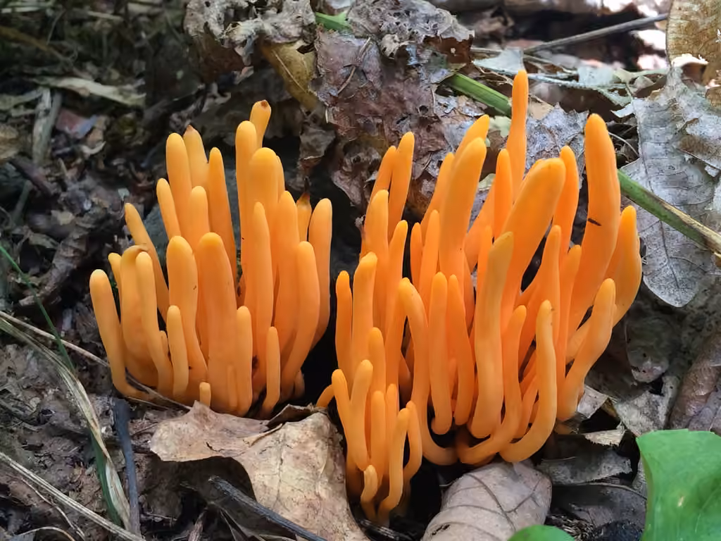 Clavaire orange cinabre