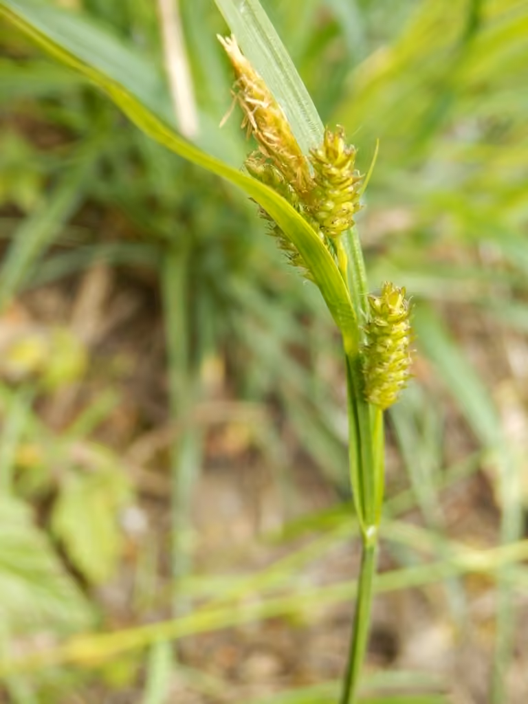 Carex pâle, En fleurs