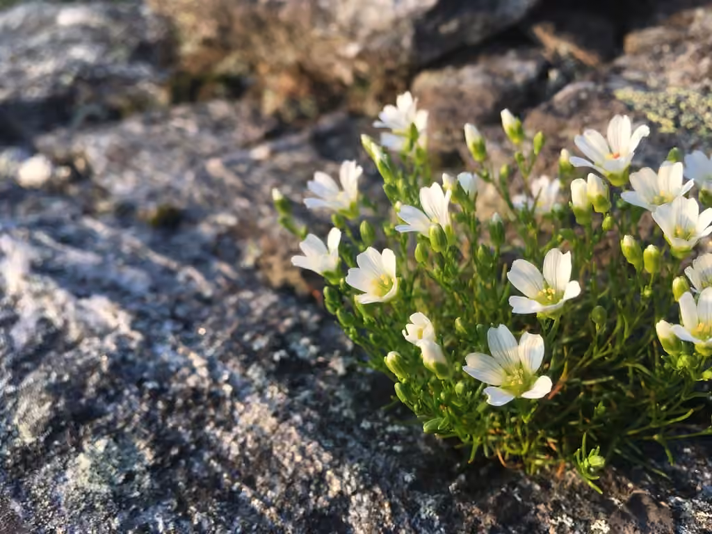 Minuartie du Groenland, En fleurs