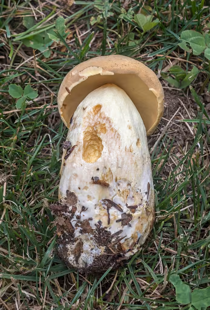 False King Bolete, photo 3 of 5