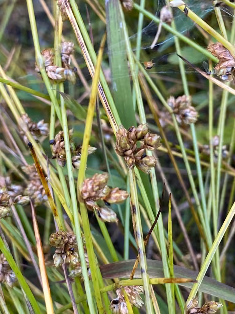 Weak-stalked bulrush, In fruit