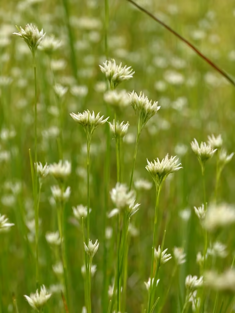 Rhynchospore blanc, photo 1 sur 5