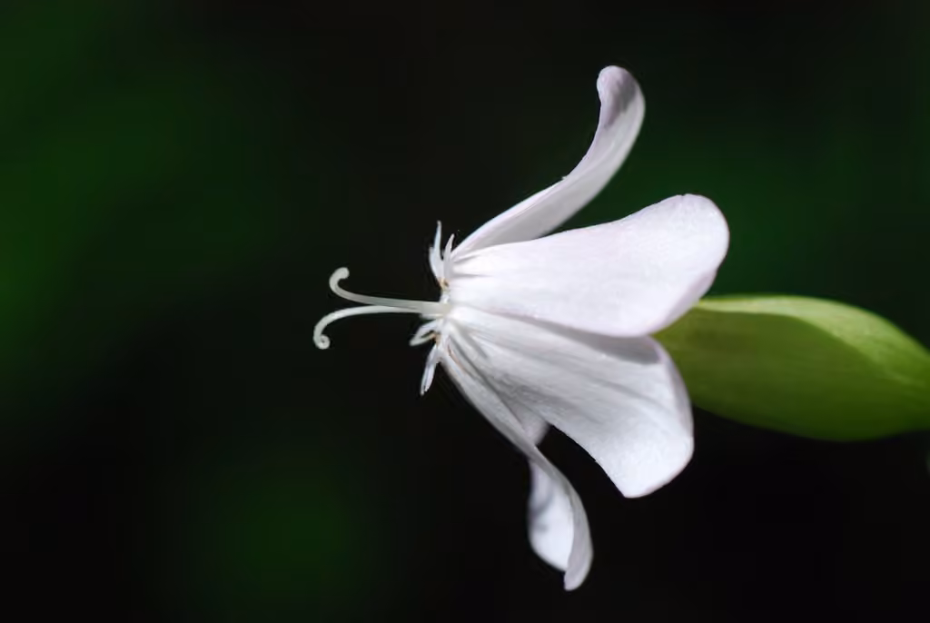 Forked catchfly, photo 2 of 5