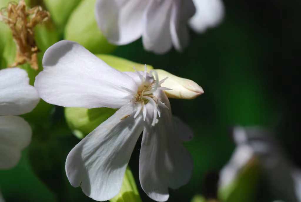 Forked catchfly, photo 3 of 5