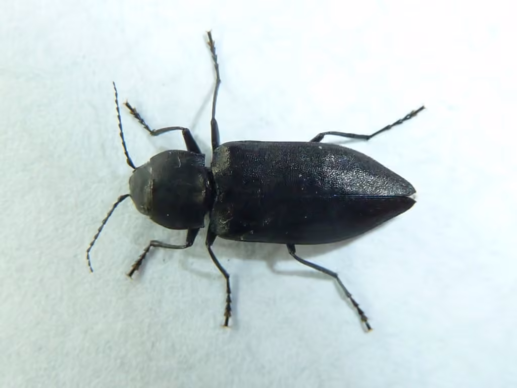 Black Fire Beetle, photo 3 of 5