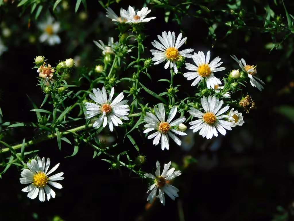 Aster poilu, En fleurs