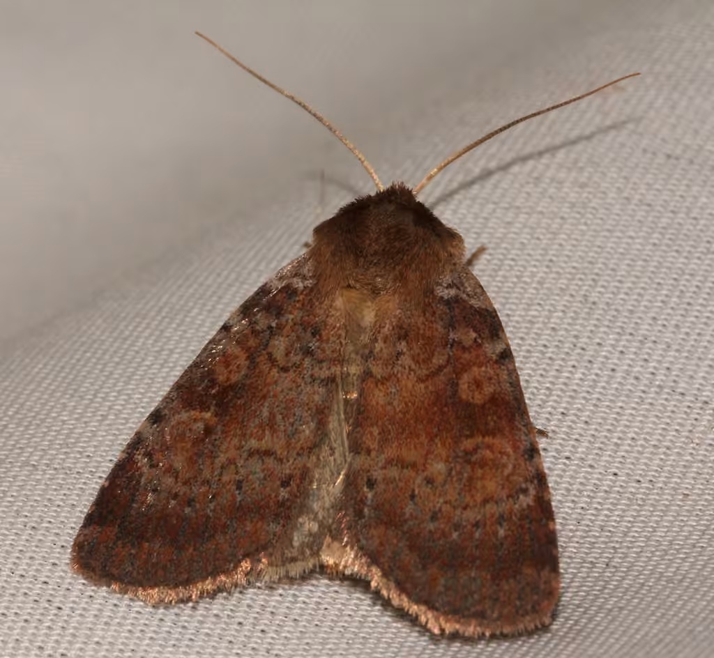 Lycophotia Moth, photo 3 sur 5