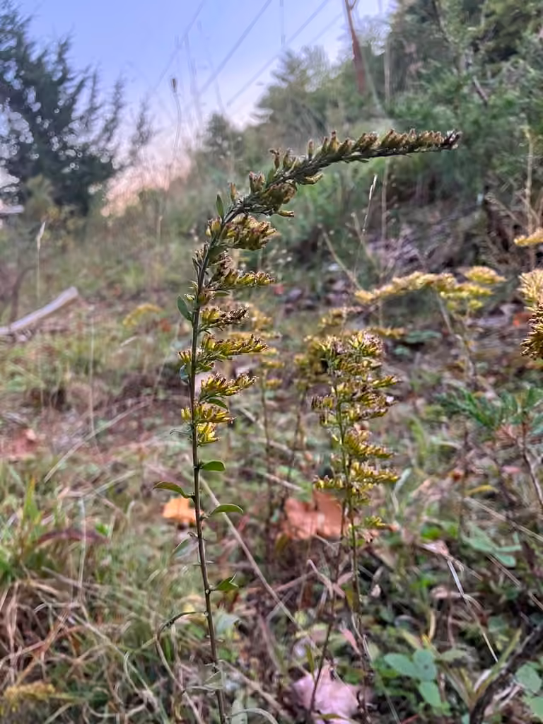 Gray goldenrod, In fruit