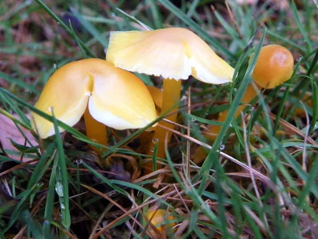 Hygrophore jaune soufre, photo 1 sur 5