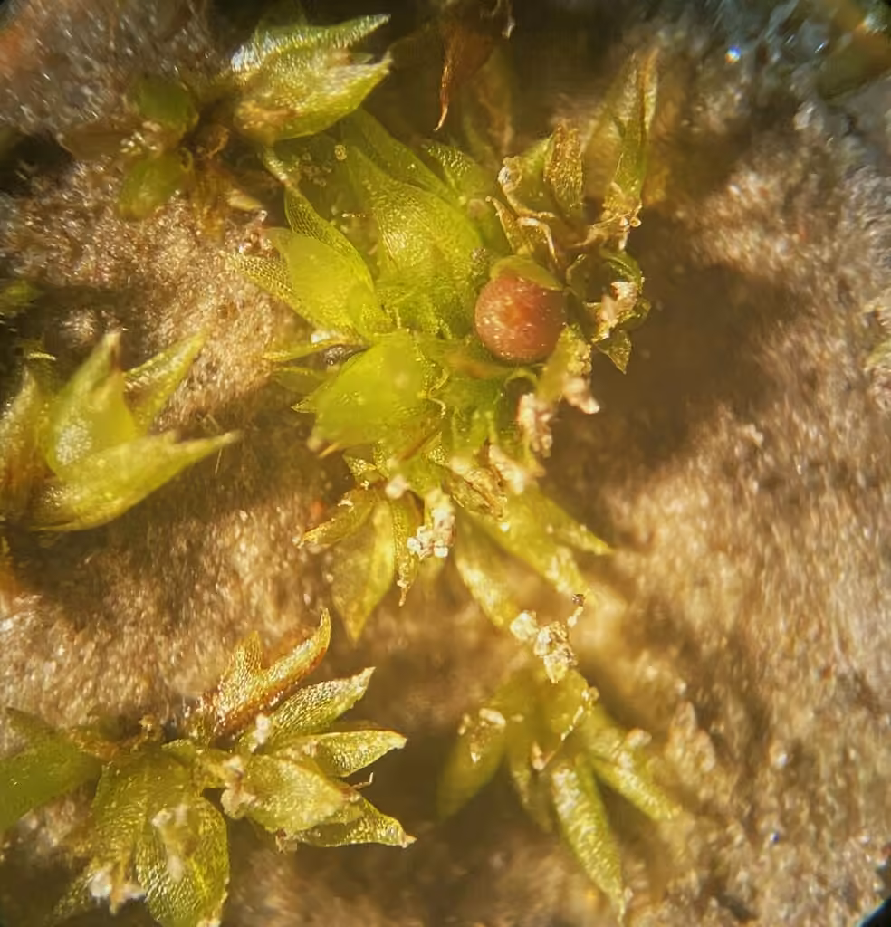 Korrigan à feuilles étalées, photo 2 sur 5