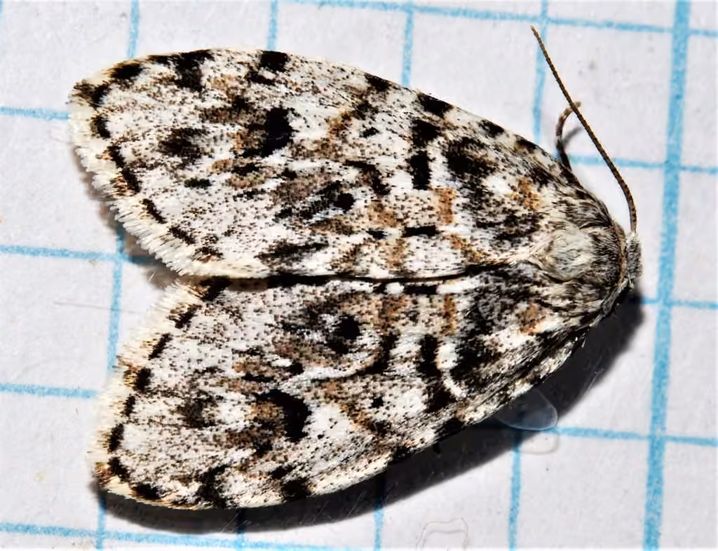 Little Shaded Lichen Moth, Adulte