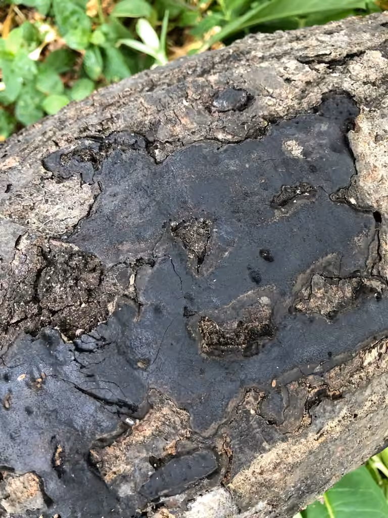 Common Tarcrust, photo 3 of 5