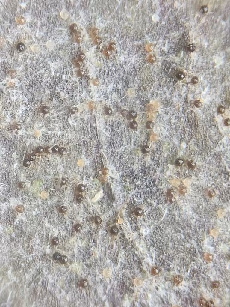 Podosphaera bidenticola, photo 3 sur 5