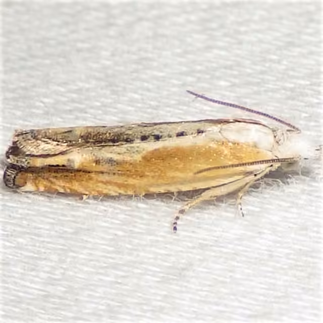 Eucosma kiscana, Adult