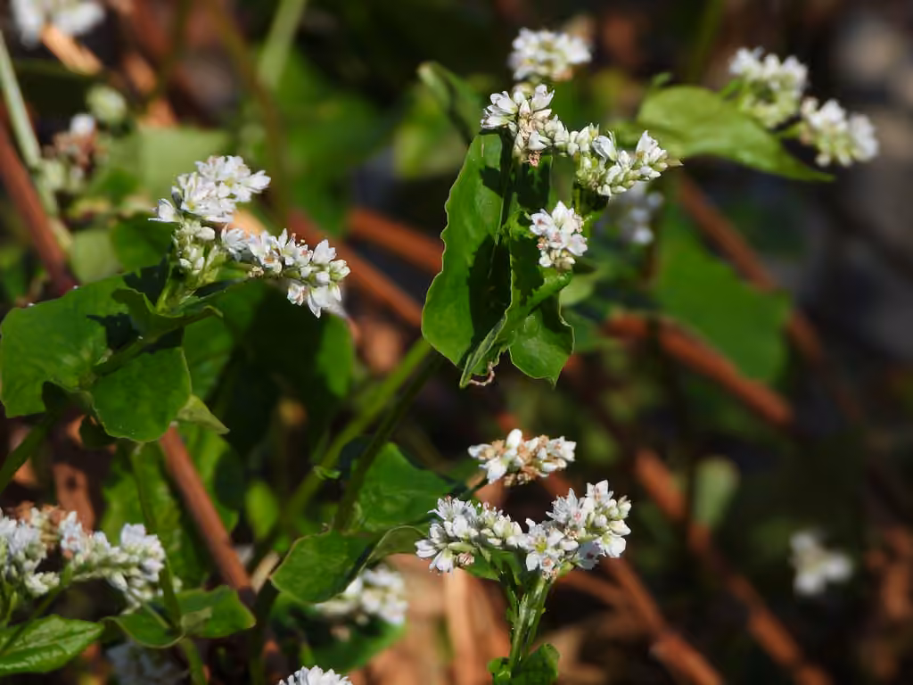 Sarrasin commun, En fleurs