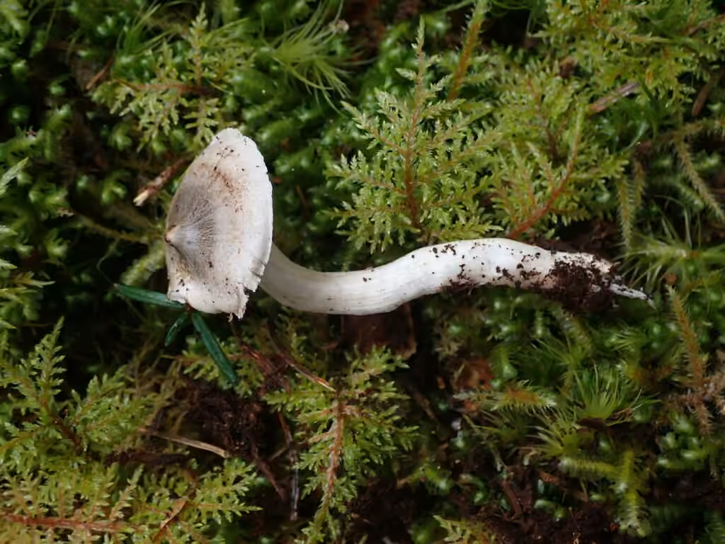 Tricholoma subacutum, photo 2 of 5