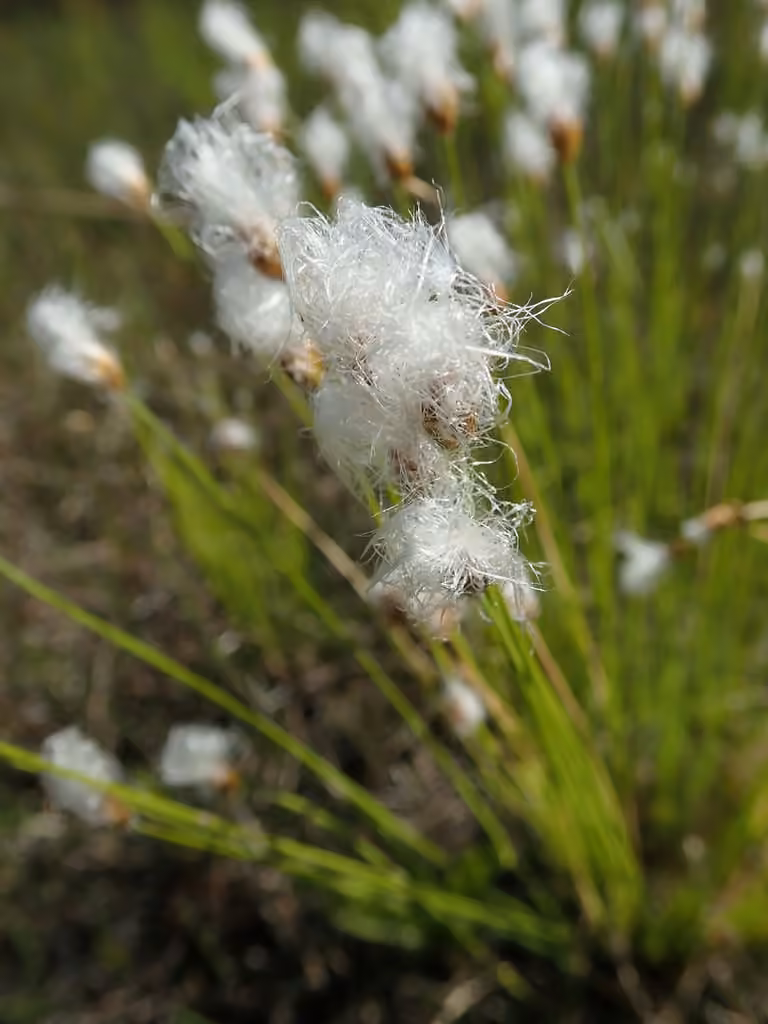 Trichophore des Alpes