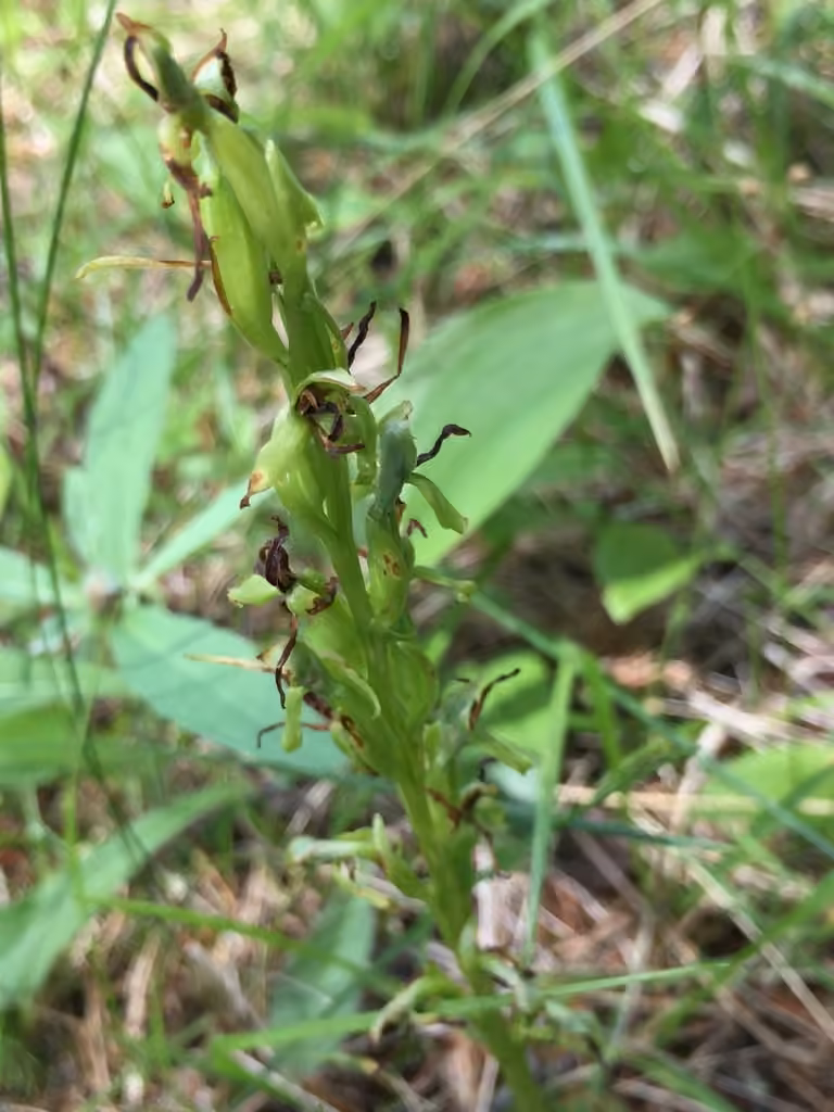 Hooker's orchid, In fruit