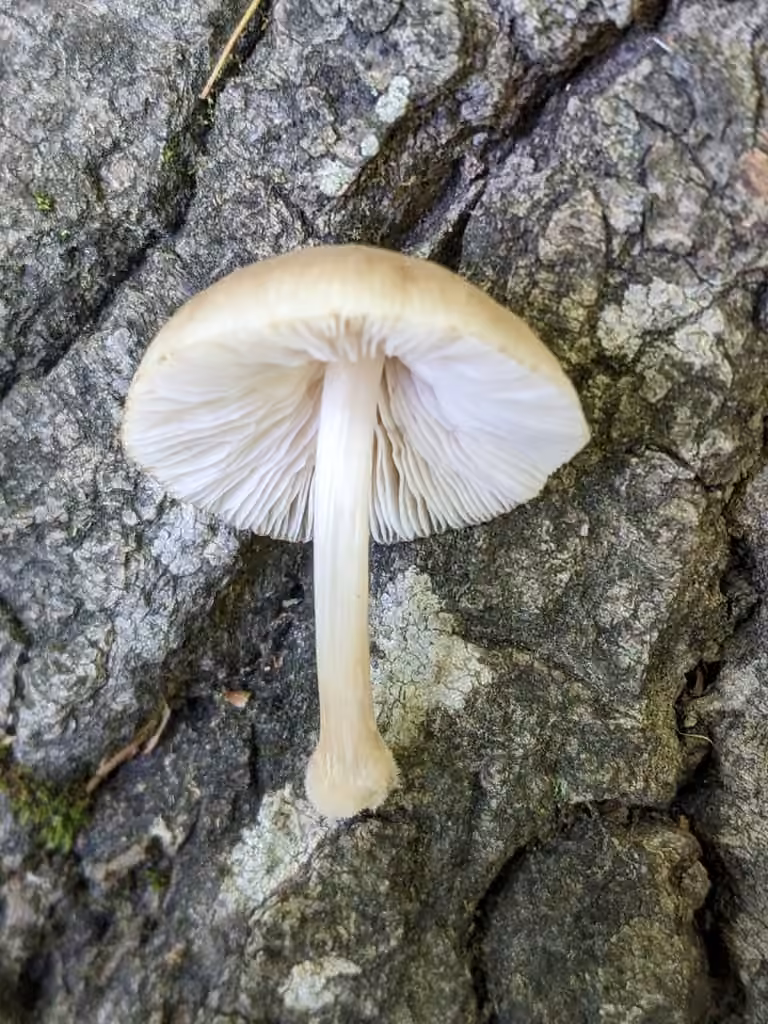 Pluteus avellaneus, photo 2 sur 5