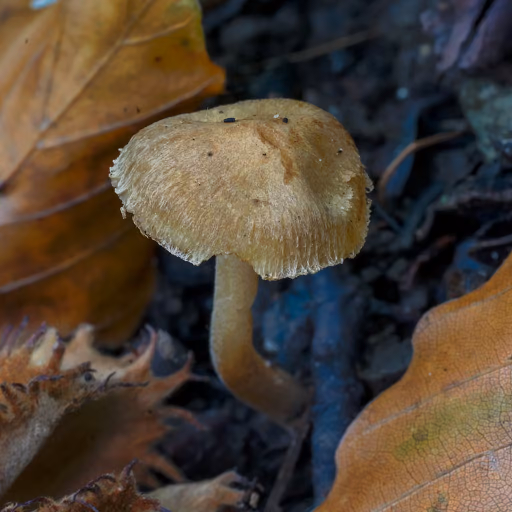 Inocybe à odeur d'amandes amères, photo 3 of 5