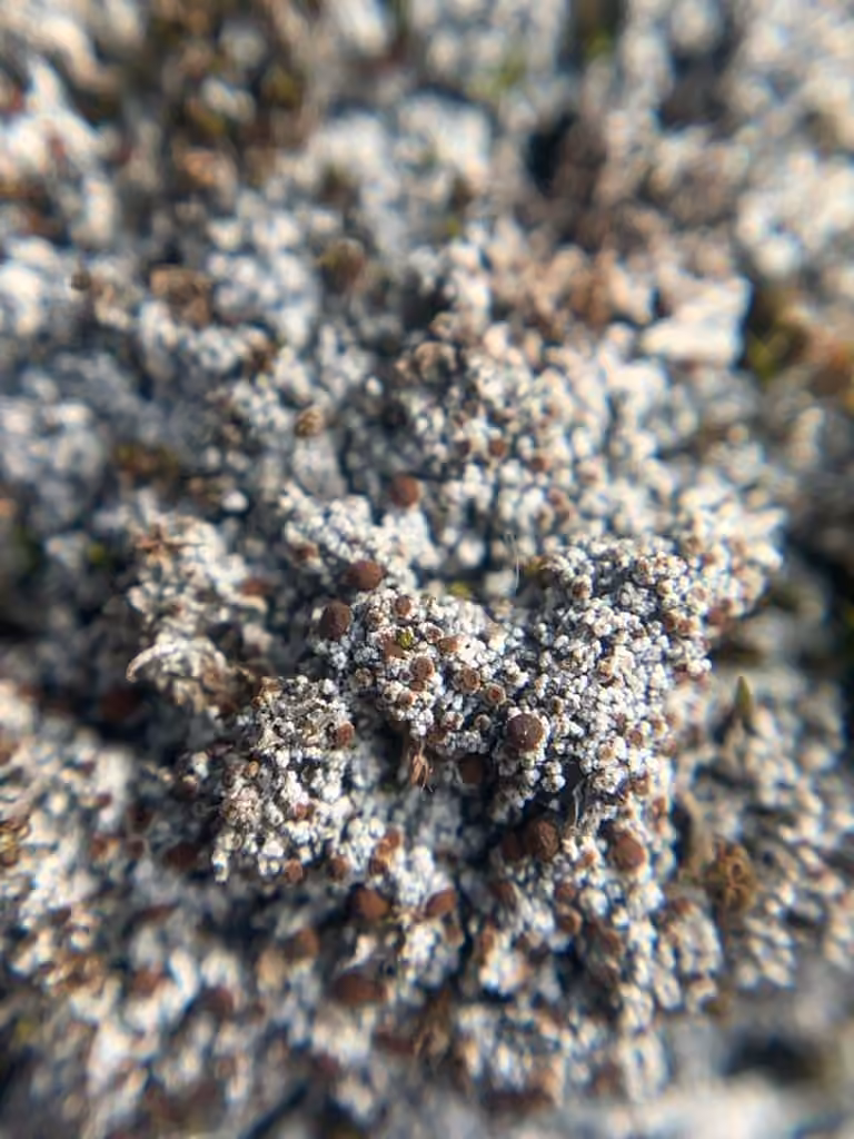 Caloplaque à spores jaunes, photo 3 sur 5
