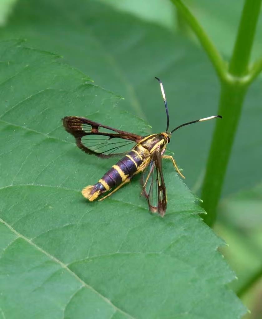 Ironweed Clearwing Moth, photo 1 sur 5