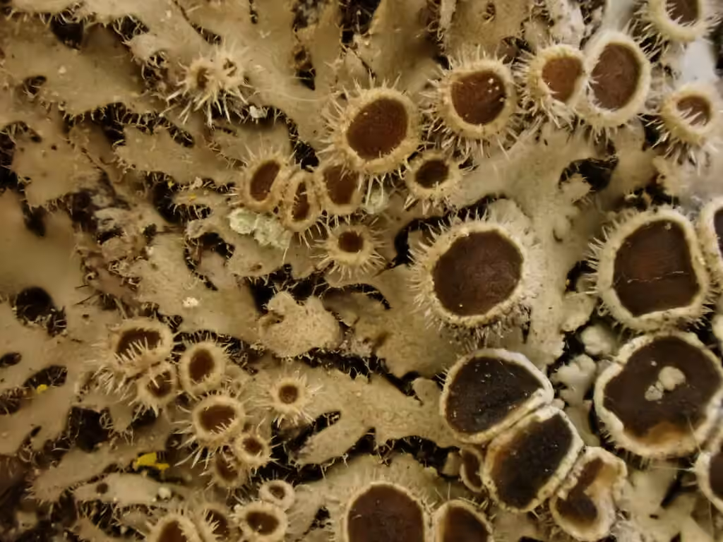 Wreath lichen, photo 1 of 5