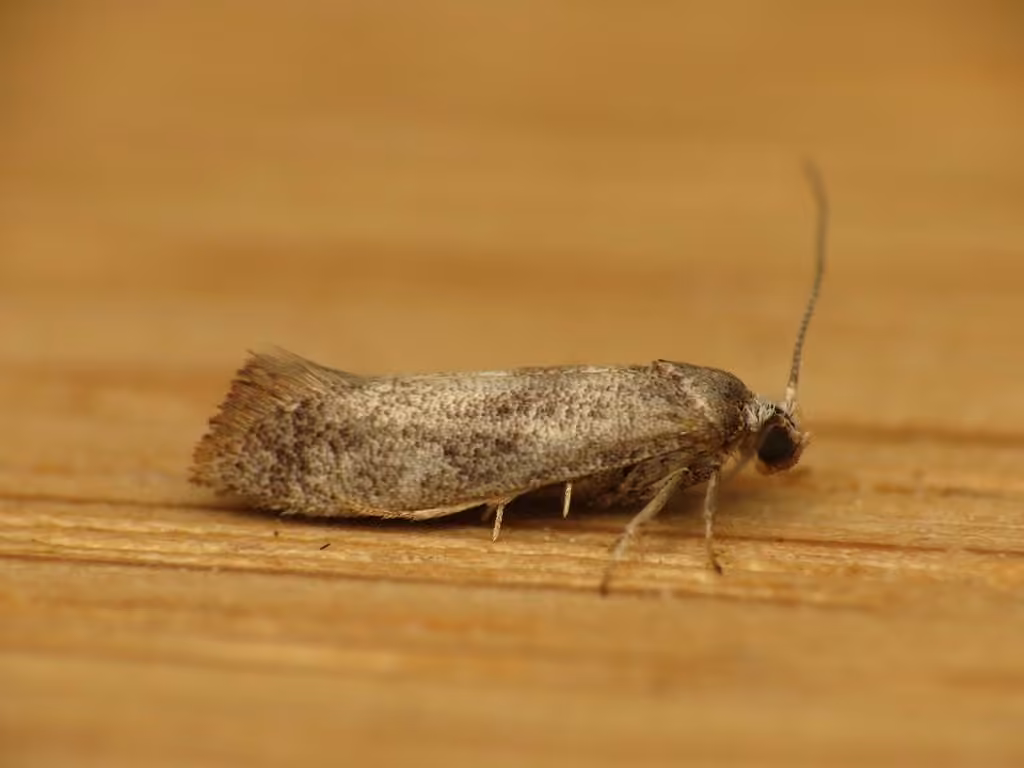 Birch Ermel