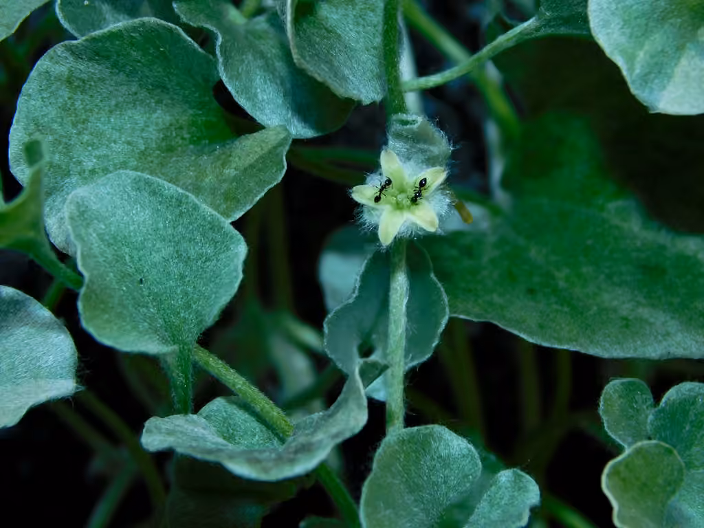 Silver ponysfoot, photo 1 of 5