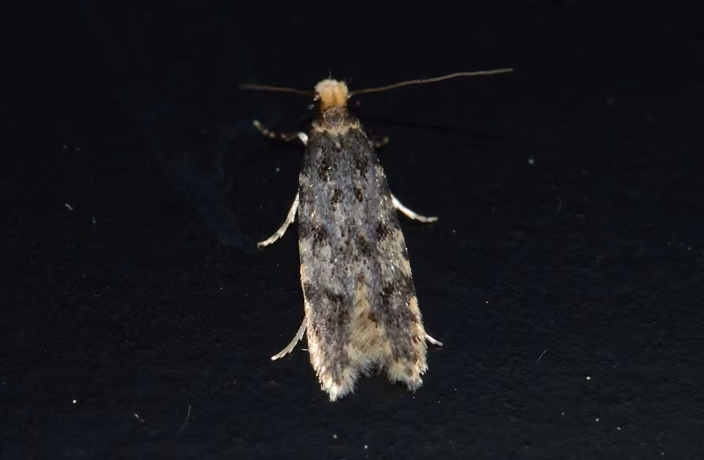 Homosetia marginimaculella, photo 2 of 5