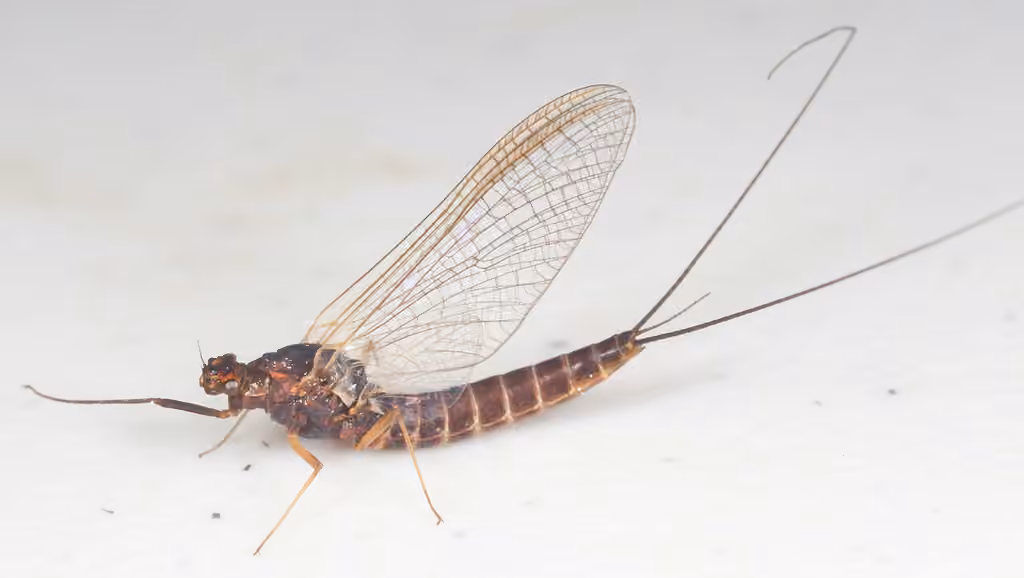 Leptophlébie cupide, photo 3 sur 5