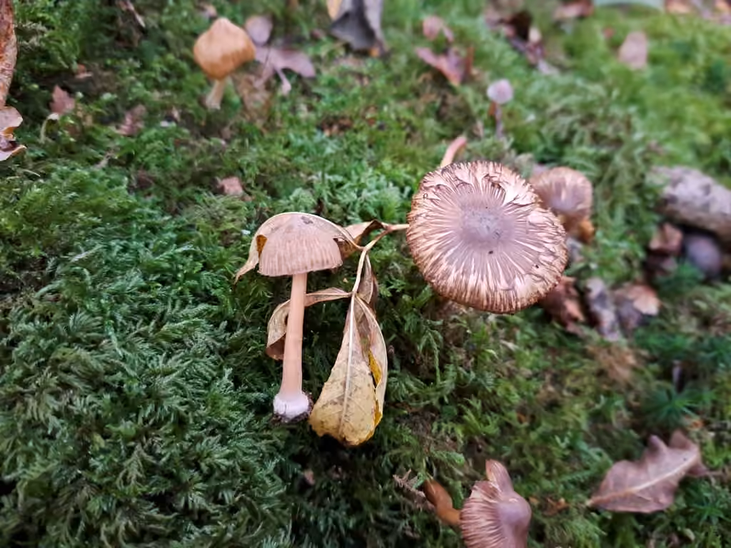 Inocybe à bulbe marginé, photo 3 sur 5