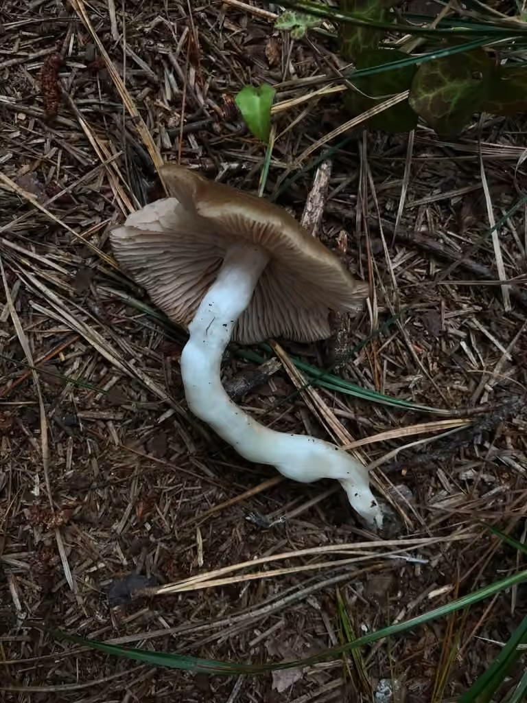Entoloma griseum, photo 2 sur 5