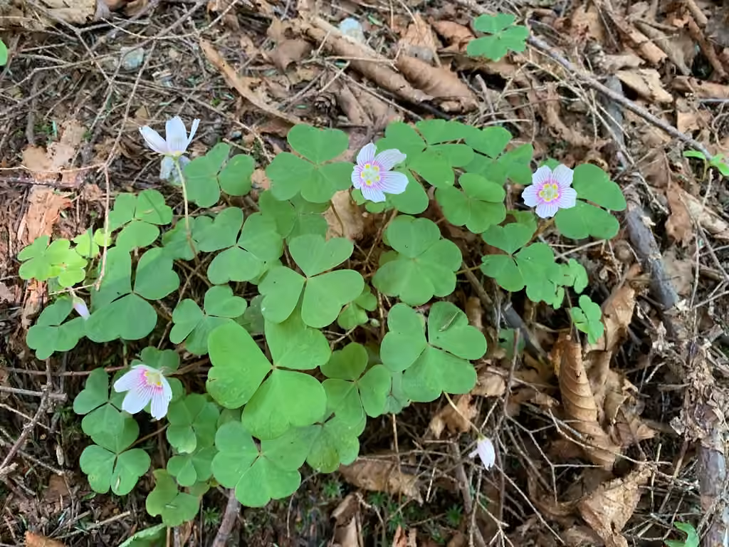 Oxalide de montagne, En fleurs