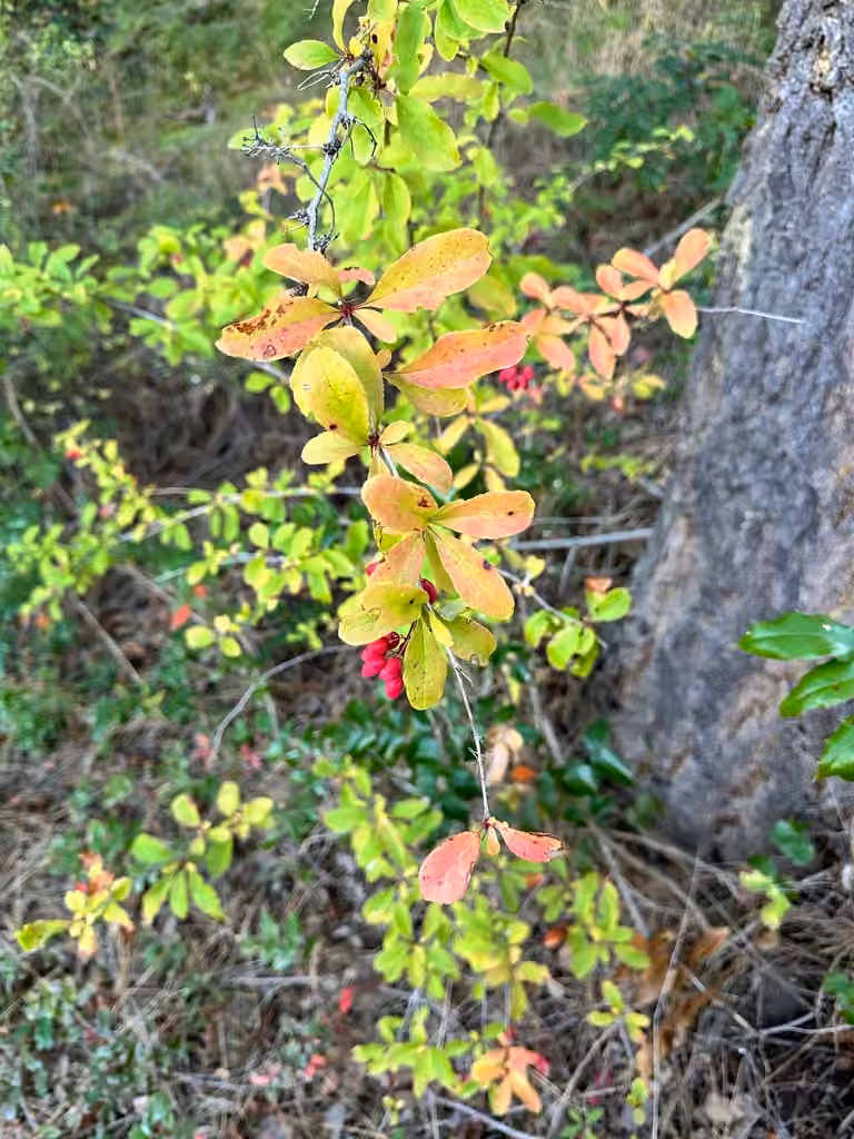 Common barberry, In fruit