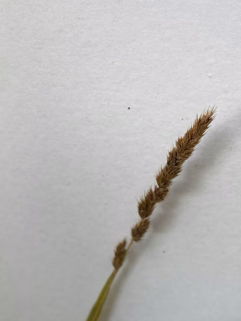 Bog muhly, In fruit