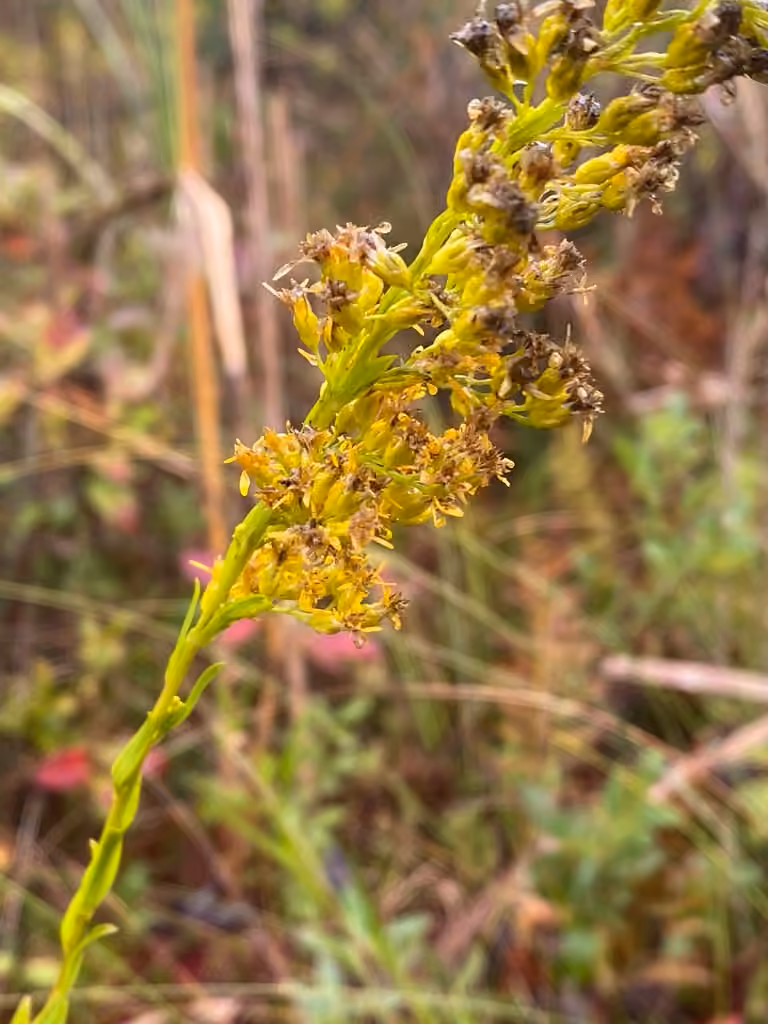 Bog goldenrod, In fruit