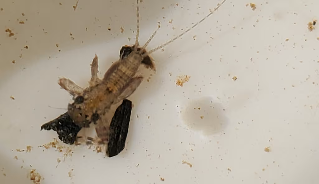 Modest flat-headed mayfly, Nymph