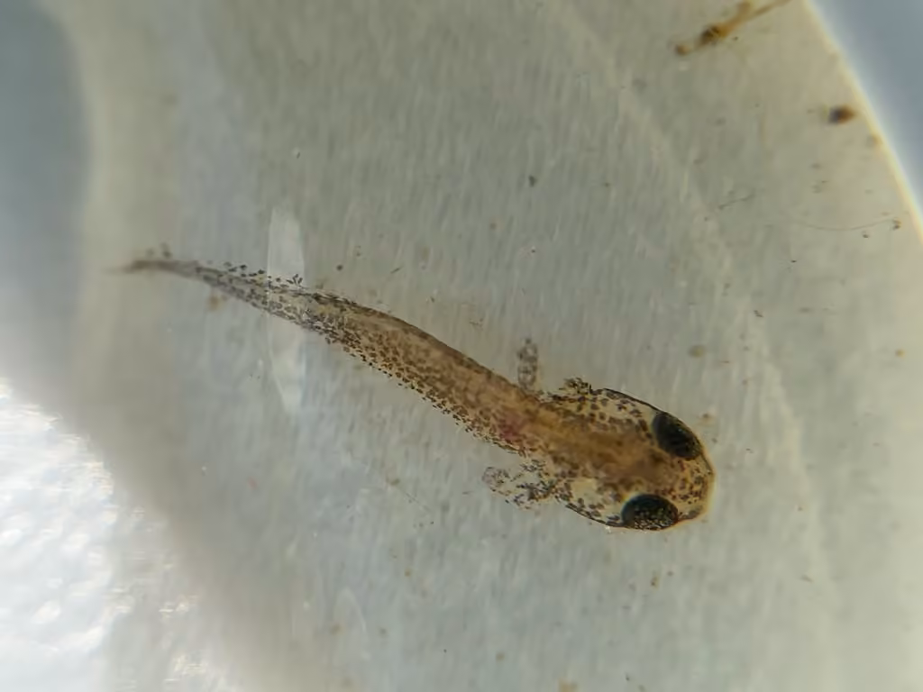 Salamandre à quatre orteils, Larve