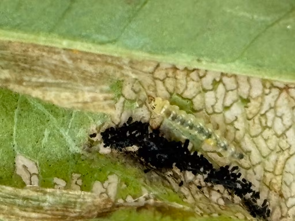 Unspotted Tentiform Leafminer Moth, Chenille